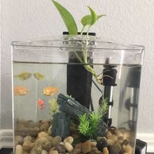 Meet your Posher, Veronica